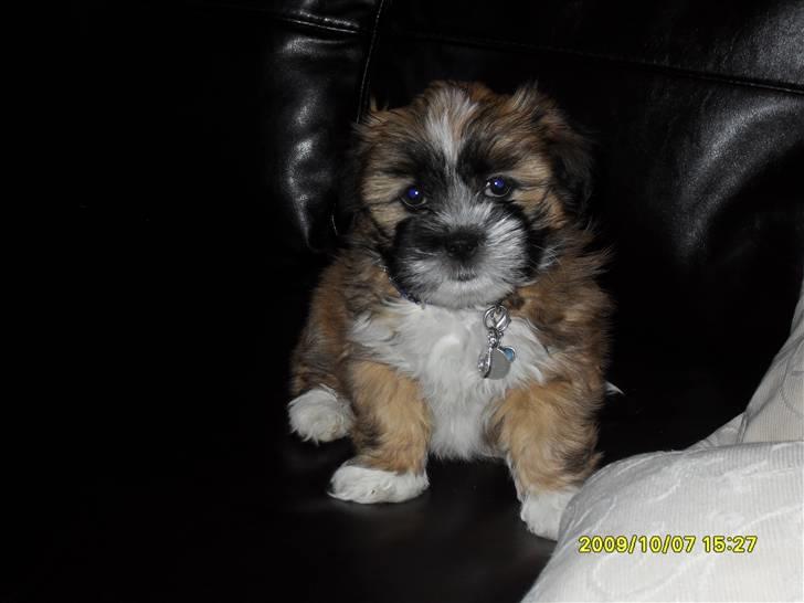 Lhasa apso Ozzy billede 3