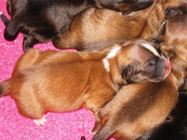 Lhasa apso Ozzy billede 4