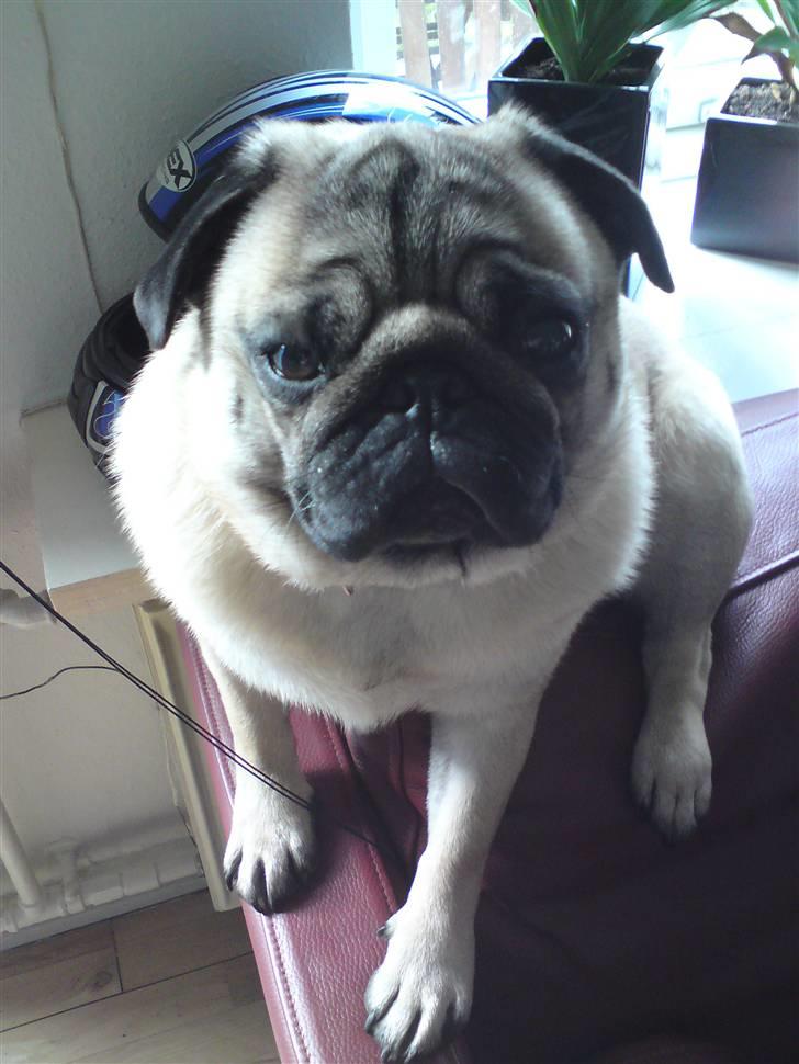 Mops monty billede 1