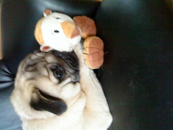 Mops monty billede 2