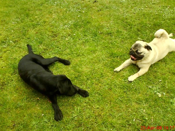 Mops monty billede 3