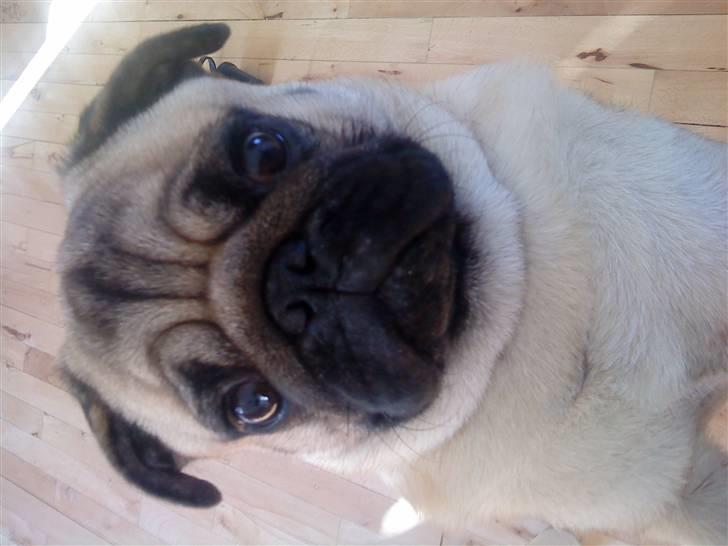 Mops monty billede 4