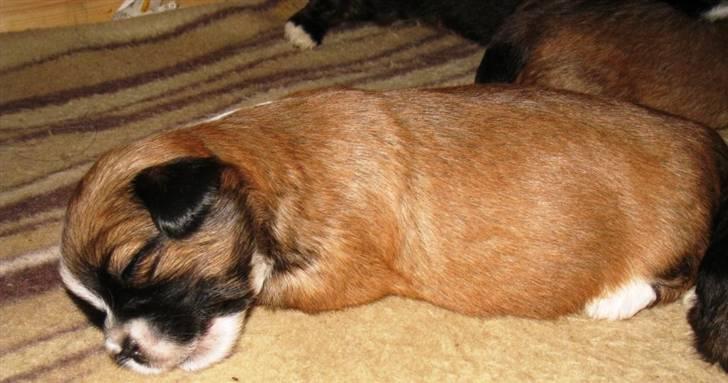 Lhasa apso Ozzy billede 5