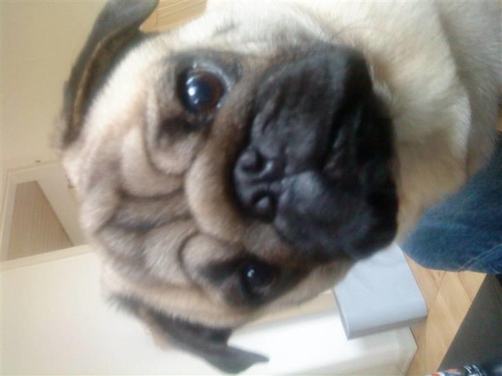 Mops monty billede 5