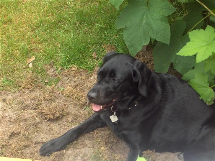 Labrador retriever Nala - Elser at grave billede 10