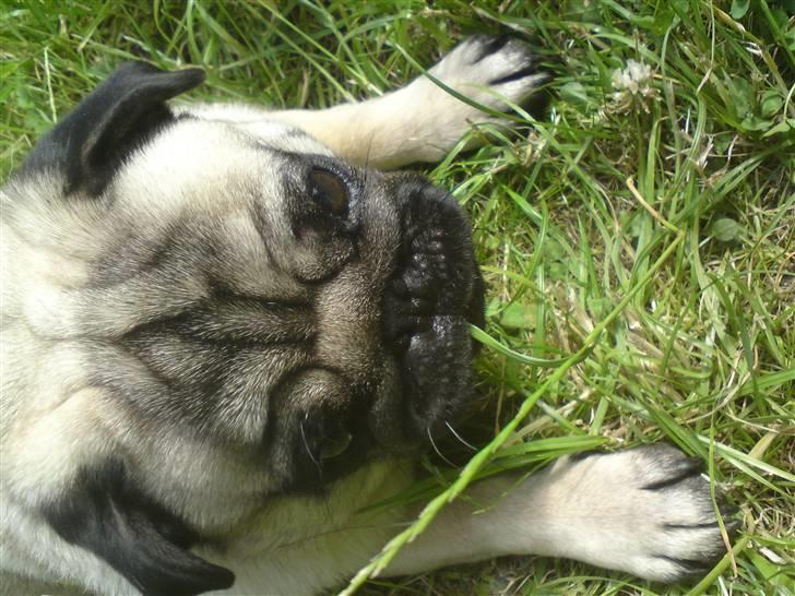 Mops monty billede 6