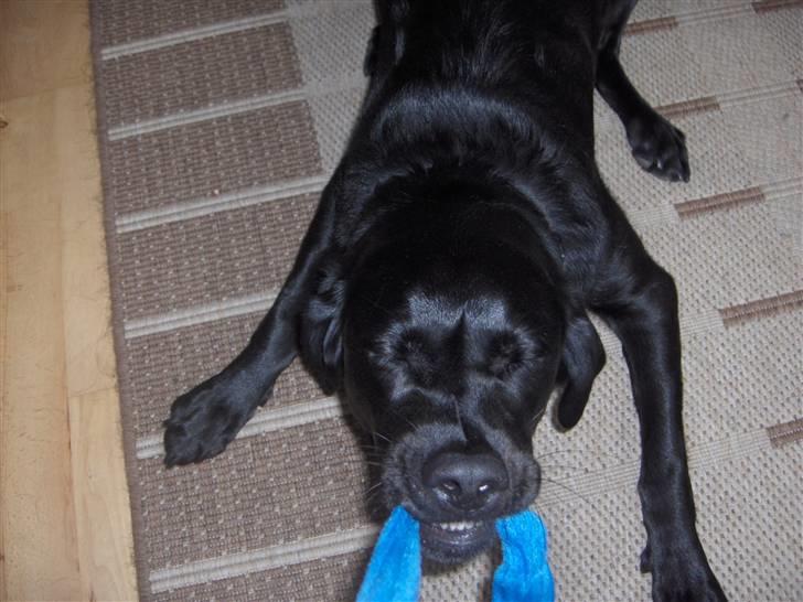 Labrador retriever Nala - det er mig der skal have den billede 2