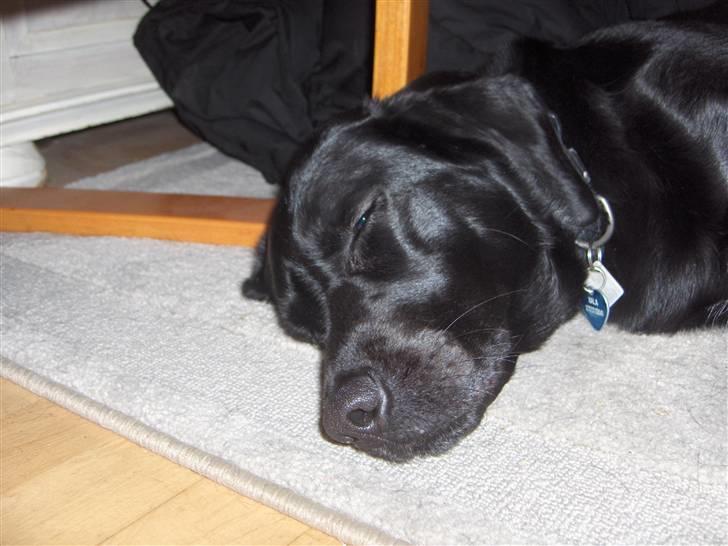 Labrador retriever Nala - det er godt at en lur billede 3