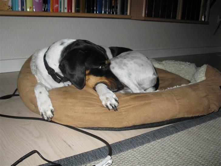 Dansk svensk gaardhund Perle - hygge i kurven :b .. 07-10-2009 billede 17