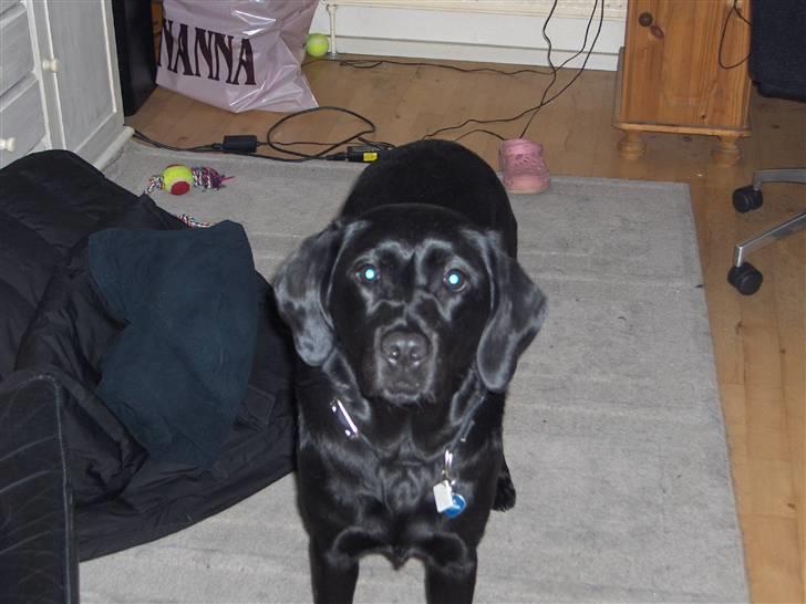 Labrador retriever Nala - :) :) :) :) :) :) :) :)  billede 4