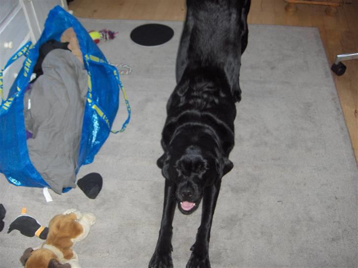 Labrador retriever Nala - jeg vil lege billede 13