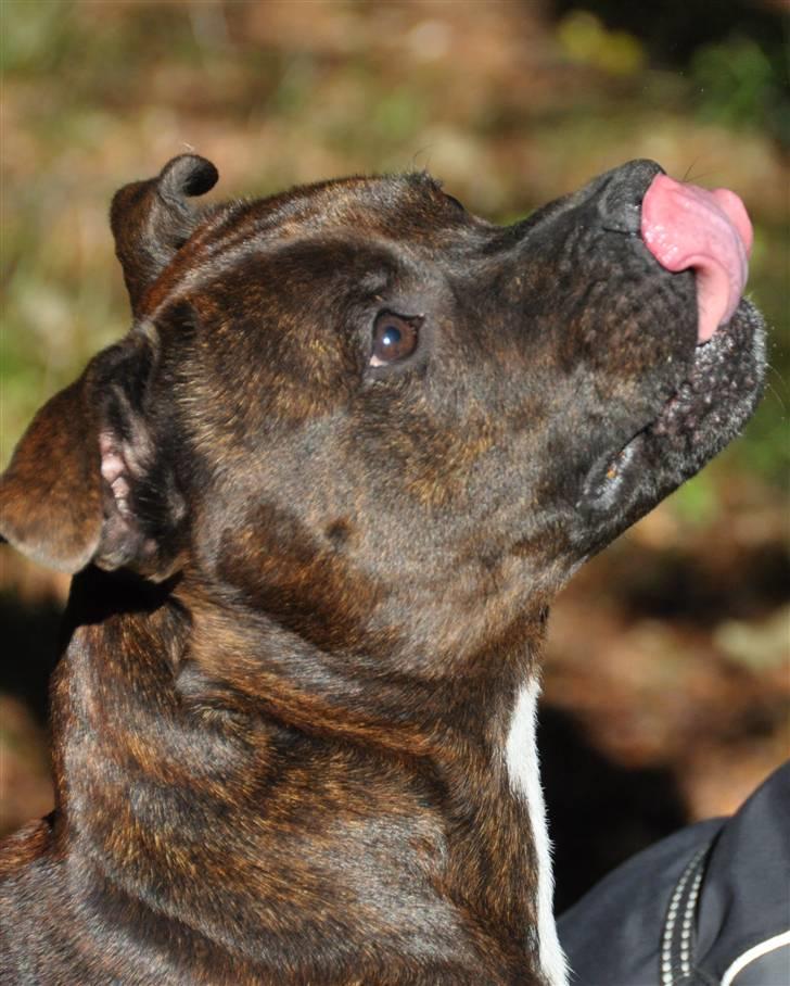 Staffordshire bull terrier Carlos  billede 19