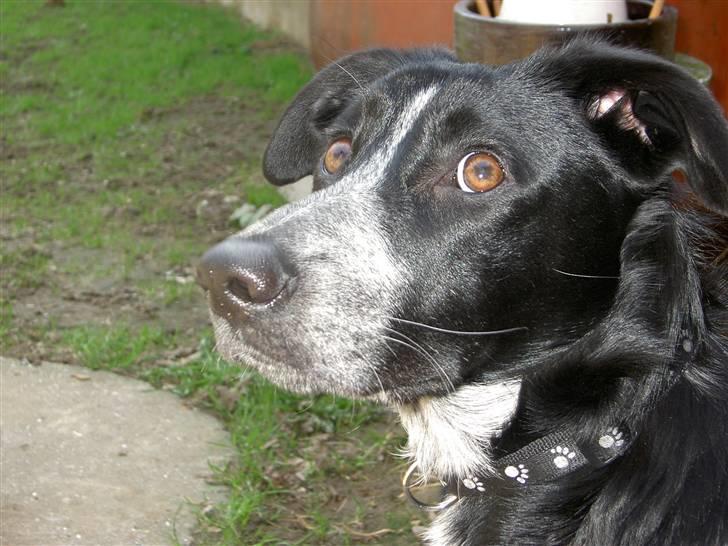 Cocker spaniel Tika - Bonnie billede 11