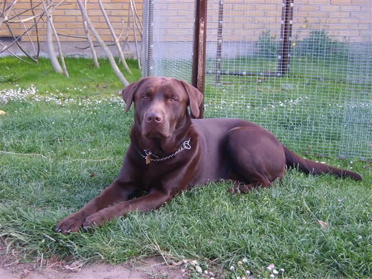 Labrador retriever Baloo billede 7