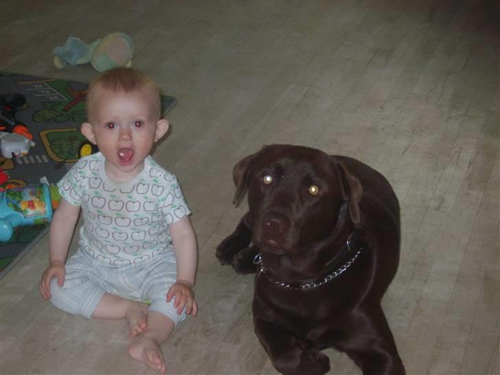 Labrador retriever Baloo billede 8