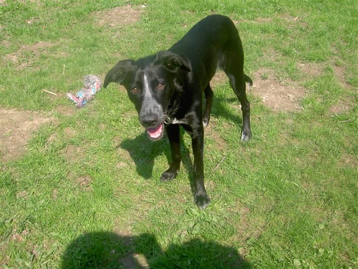 Cocker spaniel Tika billede 12