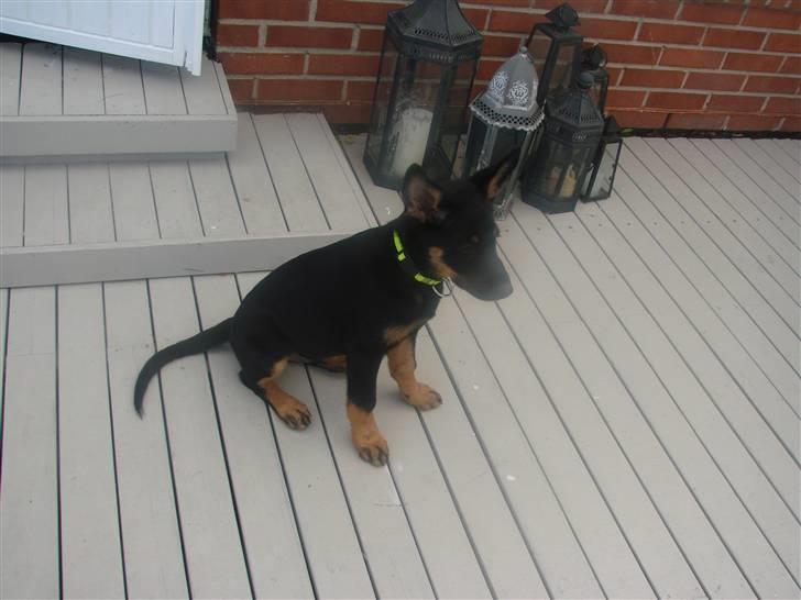 Blanding af racer Kenzo billede 10