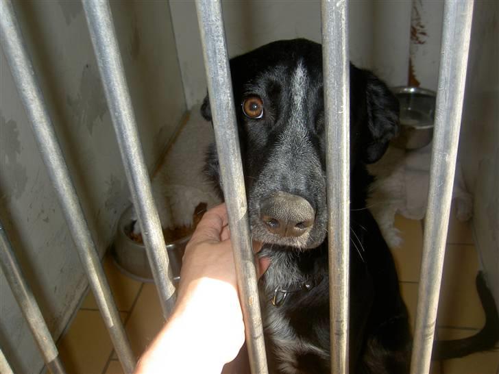 Cocker spaniel Tika billede 13