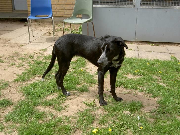 Cocker spaniel Tika billede 14