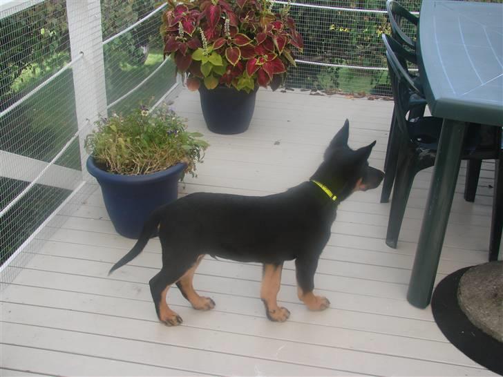 Blanding af racer Kenzo billede 11