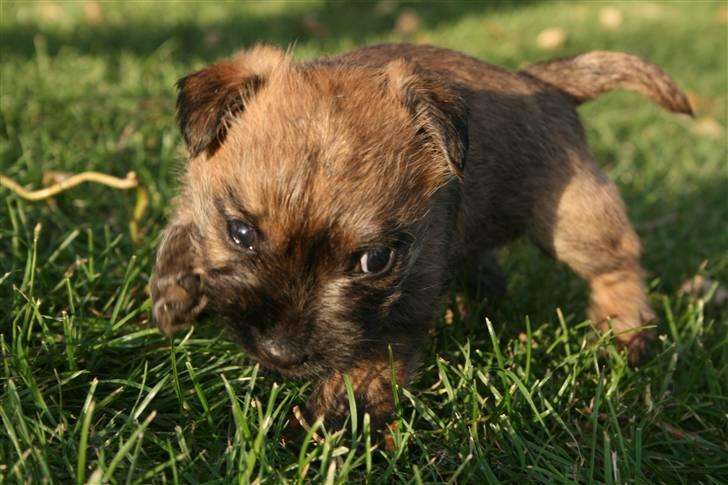 Cairn terrier Cairn-Bechgaard`s Freja  - Balder i "øjenhøjde" i haven for første gang billede 17