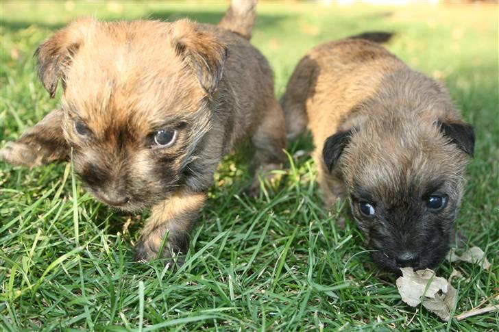 Cairn terrier Cairn-Bechgaard`s Freja  - Pas på - her kommer vi, siger Sif og Balder billede 18