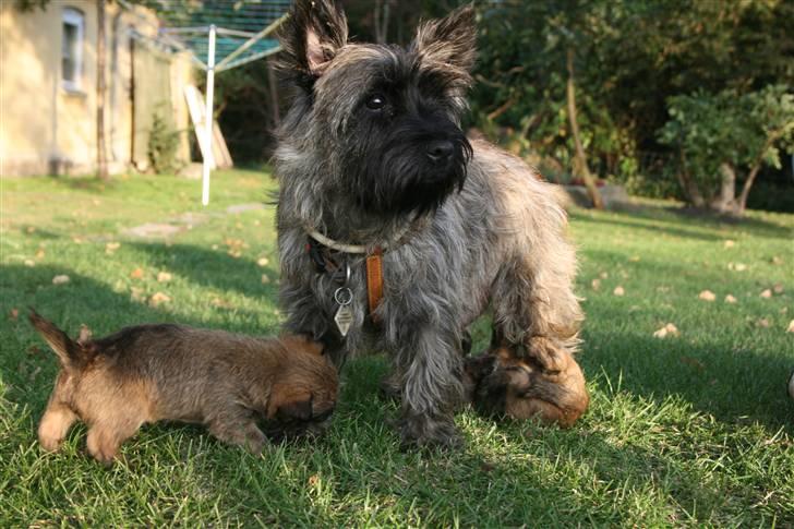 Cairn terrier Cairn-Bechgaard`s Freja  - Freja med sine 2 hvalpe - første gang de er udenfor billede 20