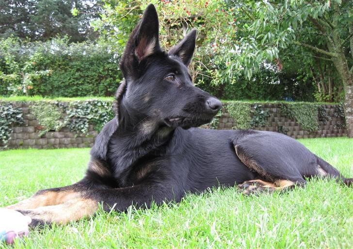 Schæferhund Skusterhuset's Dane - 16 uger billede 18