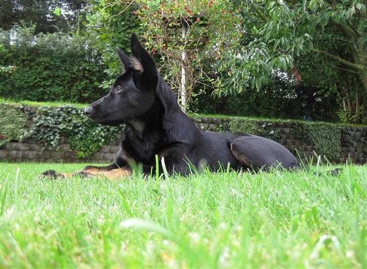 Schæferhund Skusterhuset's Dane - 16 uger billede 19