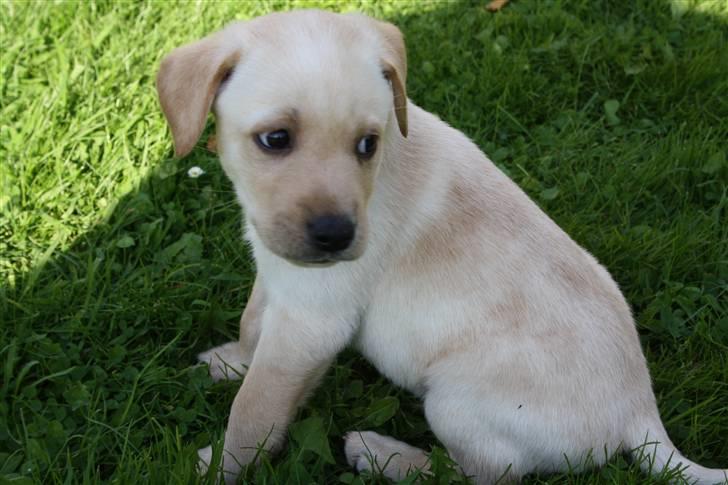 Labrador retriever Jason billede 1