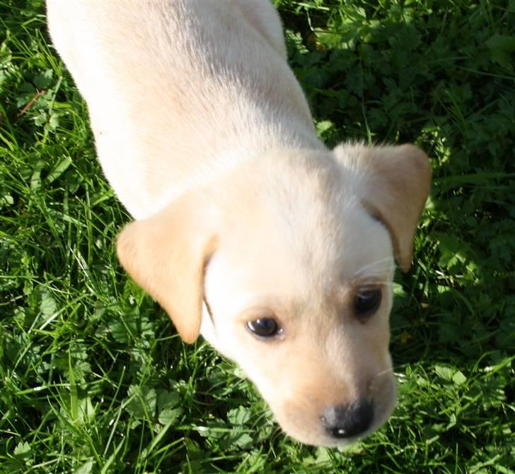 Labrador retriever Jason billede 2