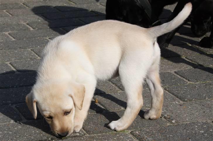 Labrador retriever Jason billede 3