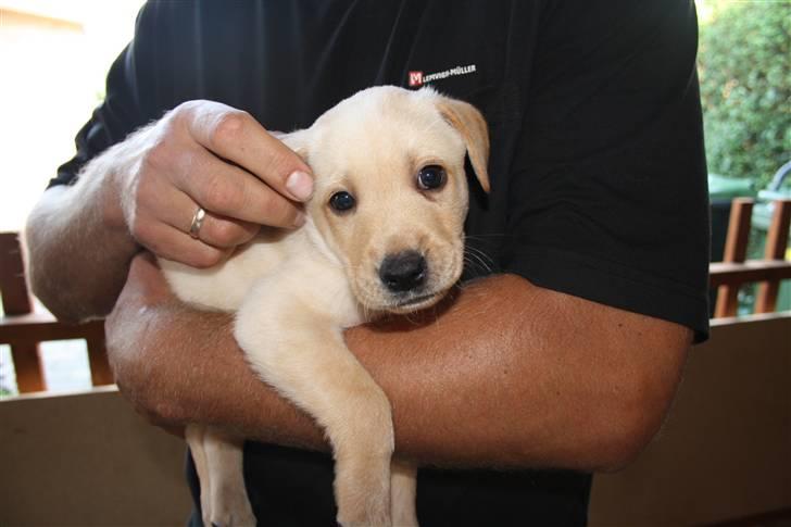 Labrador retriever Jason billede 4