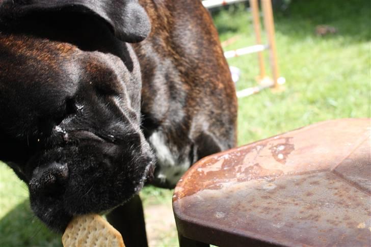 Boxer Basse/Boss - Bizze<3 billede 11