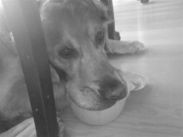 Golden retriever Bimmer - Bimmrt ligger med sin boldt under spisebordet billede 3