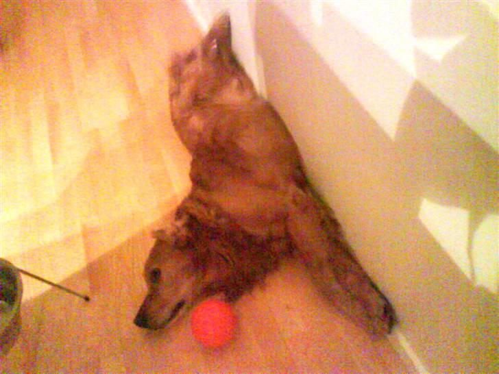 Golden retriever Bimmer - Bimmer ligger op ad vægen billede 4