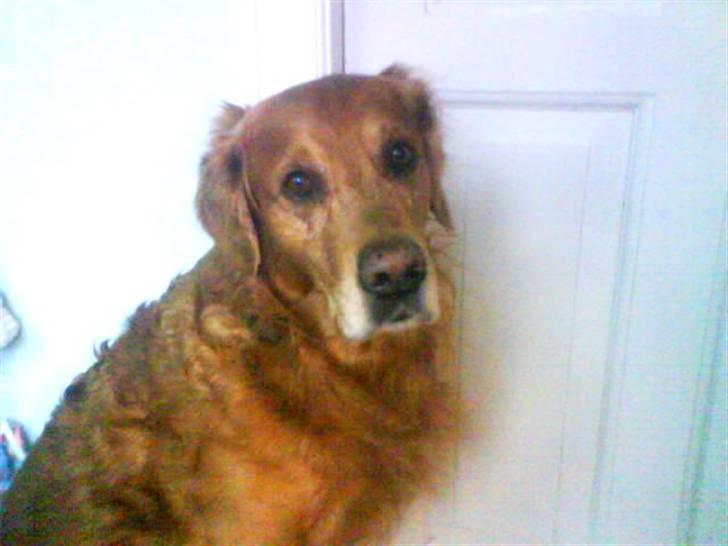 Golden retriever Bimmer - Bimmer på mit gamle værelse billede 5