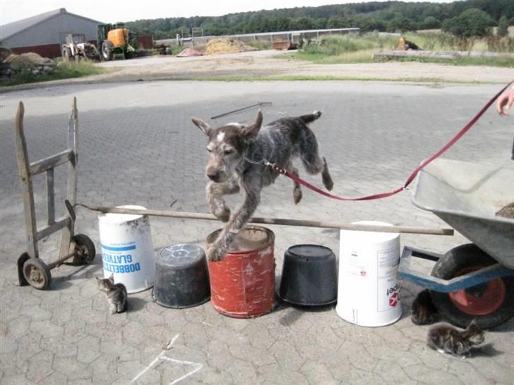 Ruhåret hønsehund Sargo - (Af banen, fordi her kommer Sargo Bananen) (Se hvor jeg kan mor)! billede 7