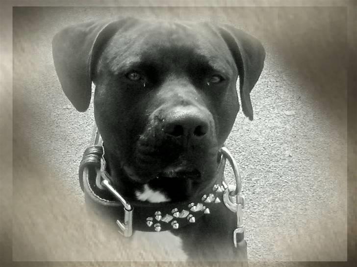 Amerikansk staffordshire terrier Jackie - Her er han 2 år :)  billede 17