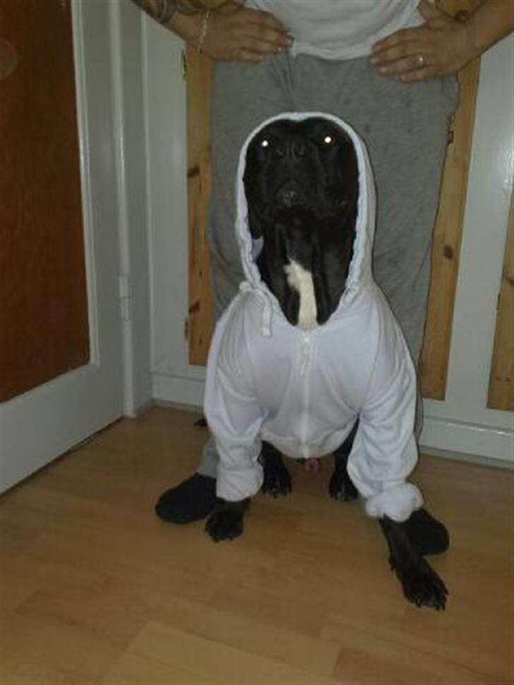 Amerikansk staffordshire terrier Jackie - Her er han 2 år :)  billede 18