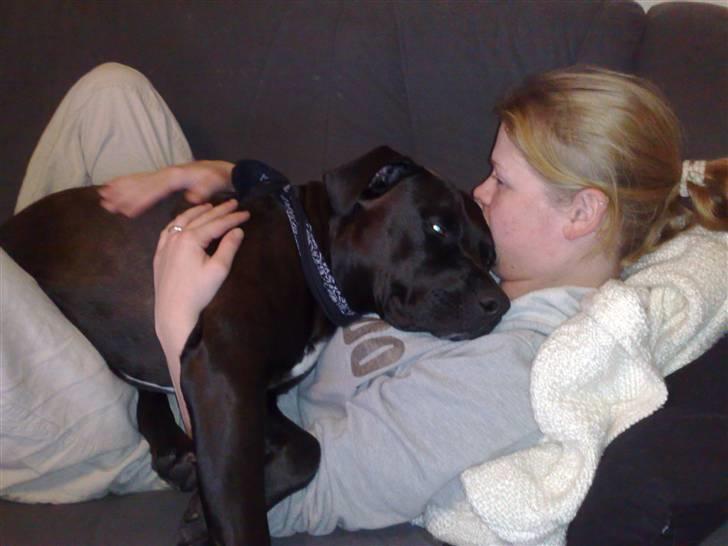 Amerikansk staffordshire terrier Jackie - Her er han 2 år :)   billede 19