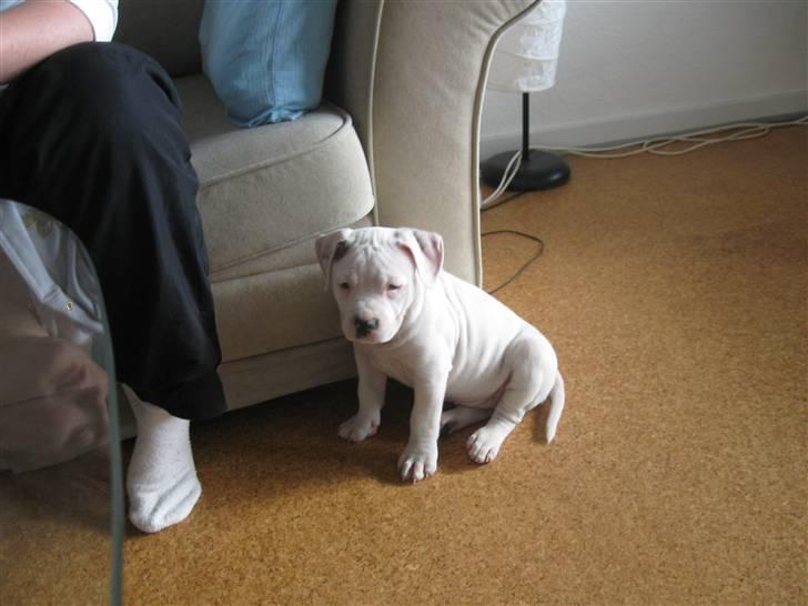 Amerikansk staffordshire terrier Miamii Baby <3 †Himmelhund† billede 5