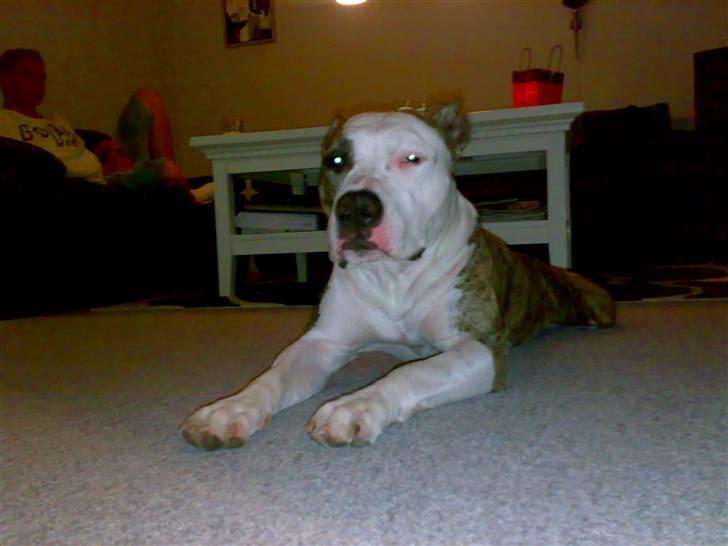 Amerikansk staffordshire terrier Molly billede 7