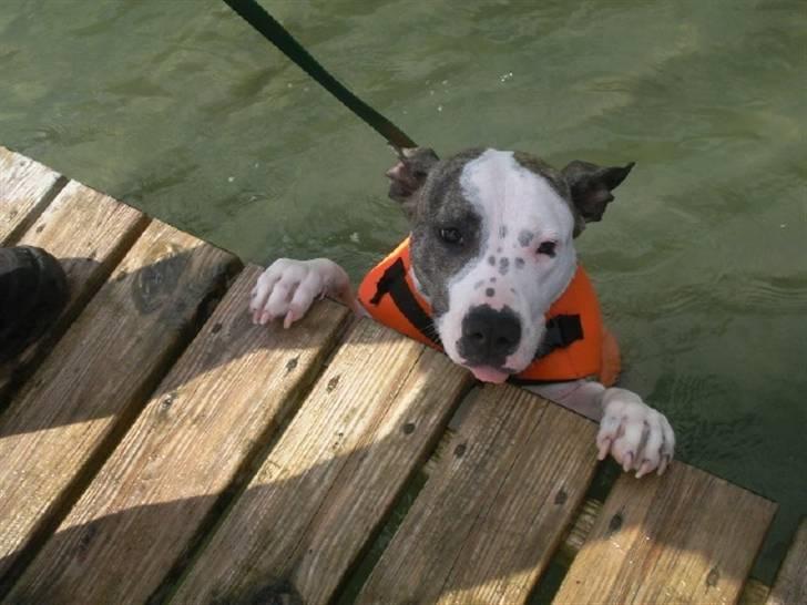 Amerikansk staffordshire terrier Molly billede 8