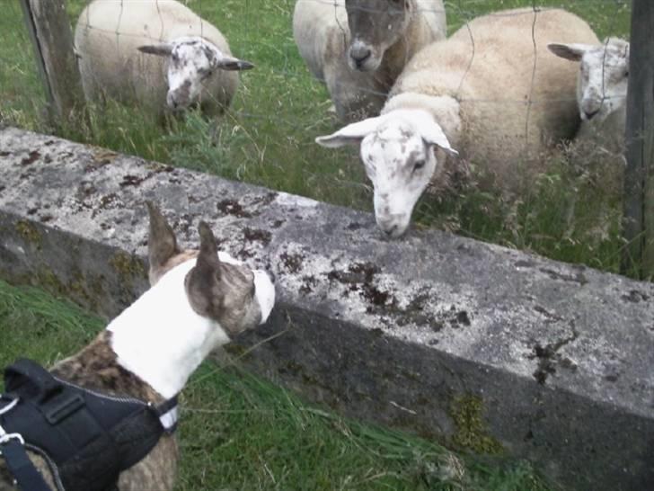 Amerikansk staffordshire terrier Molly billede 9