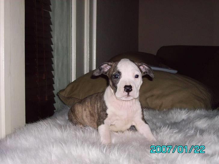 Amerikansk staffordshire terrier Molly billede 10