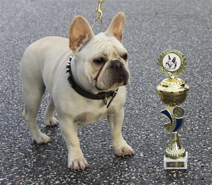 Fransk bulldog Dixie Baby DVDB billede 20