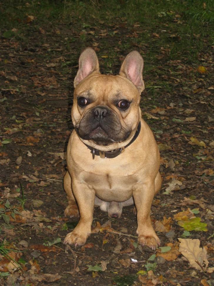 Fransk bulldog **Bosco** - I Hundeskoven 19 mdr. gammel billede 13