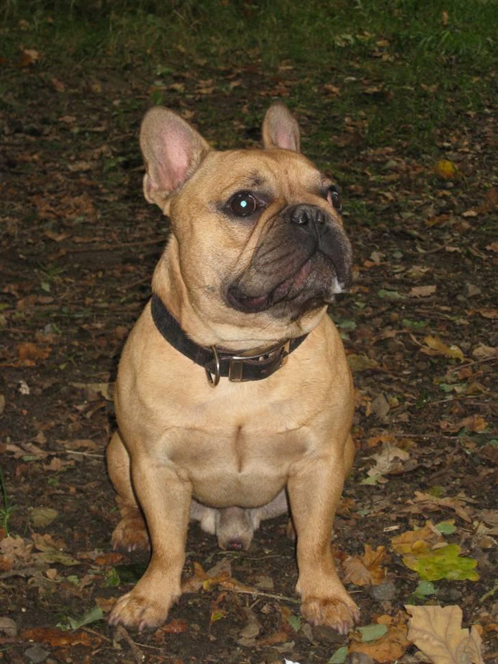 Fransk bulldog **Bosco** - Hundeskoven 19 mdr. gammel billede 14