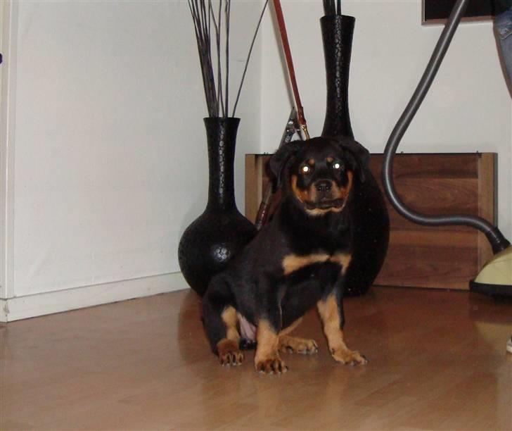 Rottweiler Pippi billede 1